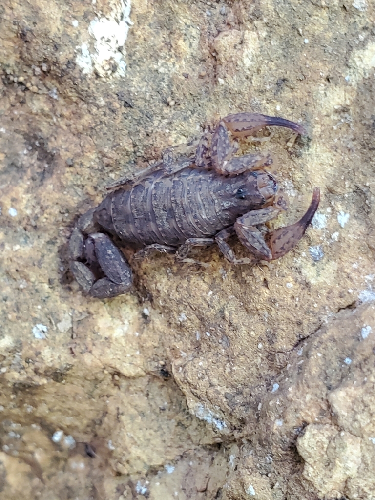 Tityus juliorum