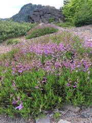 Penstemon cardwellii
