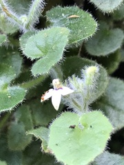 Lobelia ardisiandroides