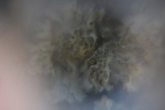 Phaeophyscia ciliata