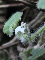 Lobelia ardisiandroides