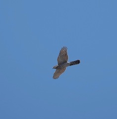 Accipiter cooperii