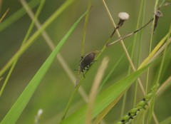 Lagria villosa