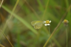 Eurema elathea