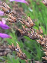 Penstemon cardwellii