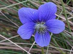 Viola septemloba
