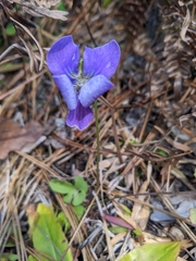 Viola septemloba