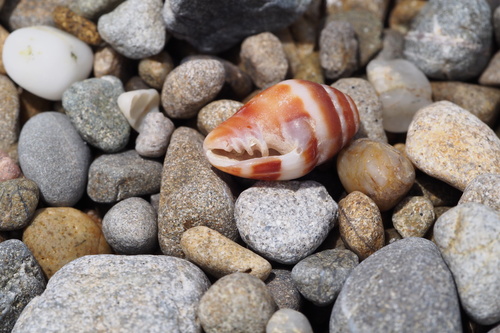 Vexillum consanguineum