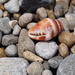 Vexillum consanguineum