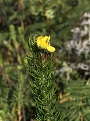 Euryops pinnatipartitus
