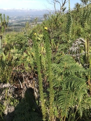 Euryops pinnatipartitus