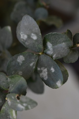 Erysiphe euonymi-japonici