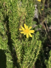 Euryops pinnatipartitus