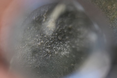 Erysiphe euonymi-japonici