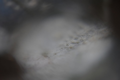 Erysiphe euonymi-japonici