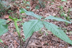 Arisaema quinatum