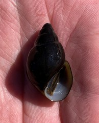 Campeloma decampi