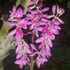 Indigofera cassioides