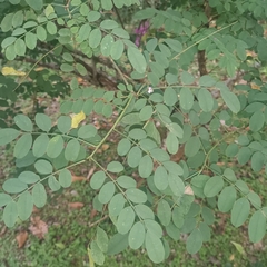 Indigofera cassioides
