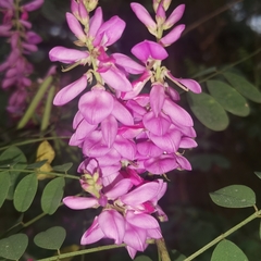 Indigofera cassioides