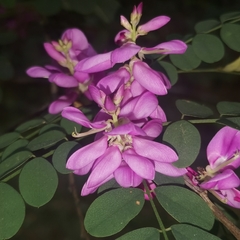 Indigofera cassioides