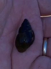 Campeloma decampi