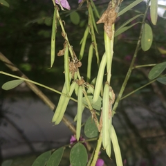 Indigofera cassioides