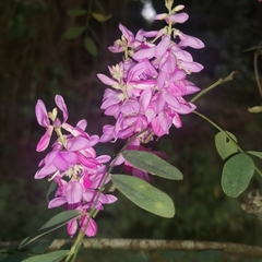 Indigofera cassioides