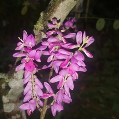 Indigofera cassioides