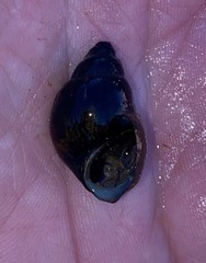 Campeloma decampi