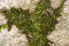 Sematophyllum