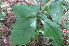 Arisaema quinatum