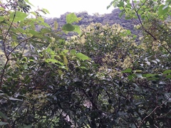Urceola micrantha