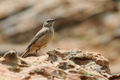 Anthus crenatus