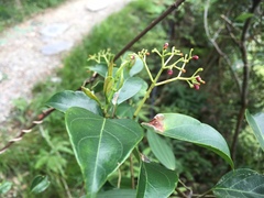 Urceola micrantha