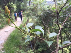 Urceola micrantha