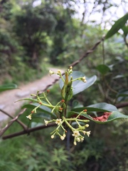 Urceola micrantha