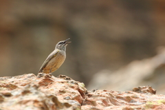 Anthus crenatus