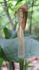 Arisaema quinatum