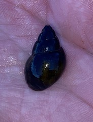 Campeloma decampi