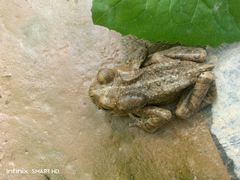 Bufotes boulengeri