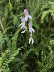 Brownleea recurvata