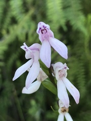 Brownleea recurvata