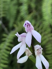 Brownleea recurvata