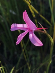 Disa gladioliflora