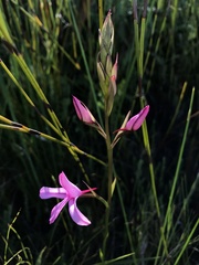 Disa gladioliflora