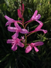 Disa gladioliflora