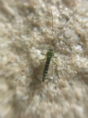 Chironomus yoshimatsui