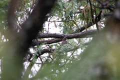 Prodotiscus regulus