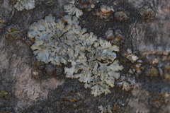 Phaeophyscia ciliata